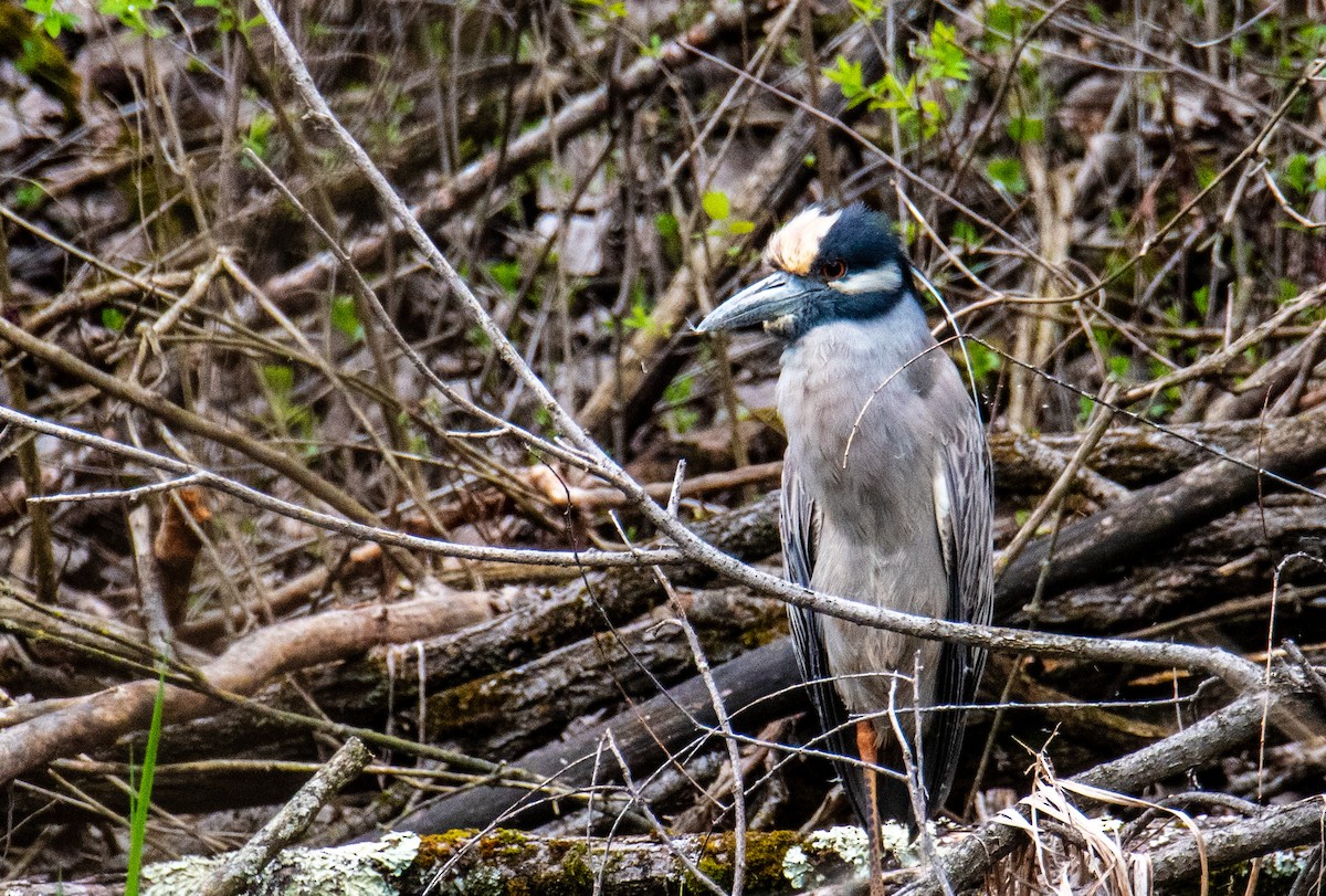 Yellow-crowned Night Heron - Joshua  Vincent