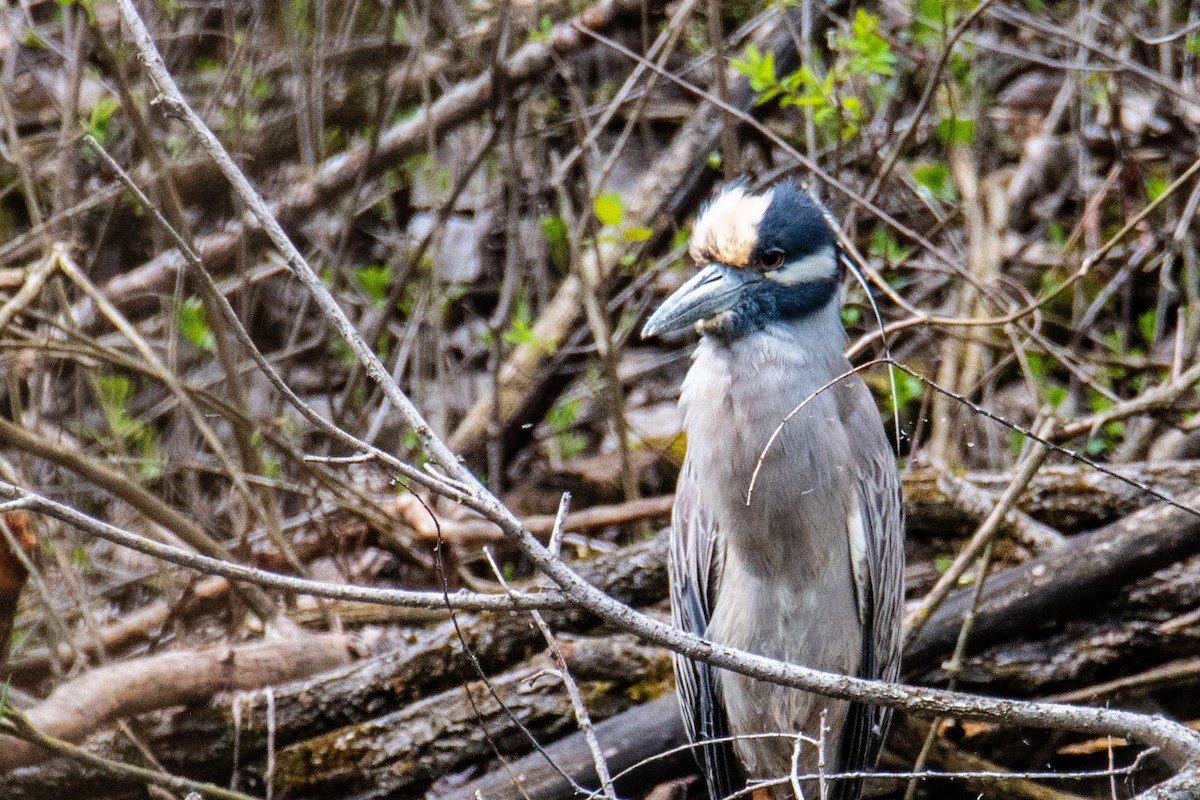 Yellow-crowned Night Heron - Joshua  Vincent