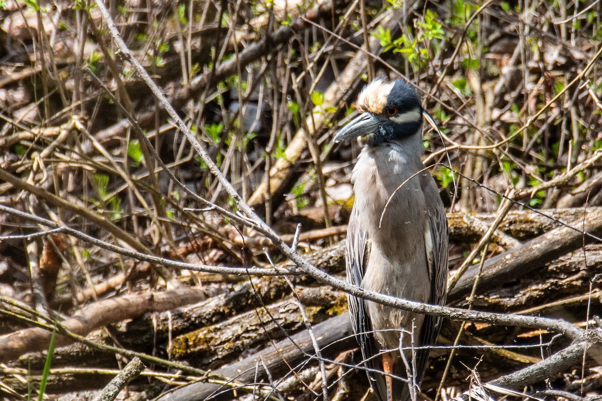 Yellow-crowned Night Heron - Joshua  Vincent