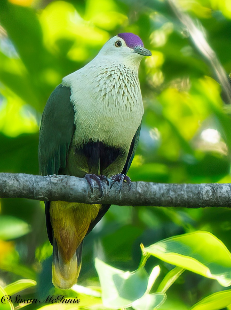 Purple-capped Fruit-Dove - ML618025341