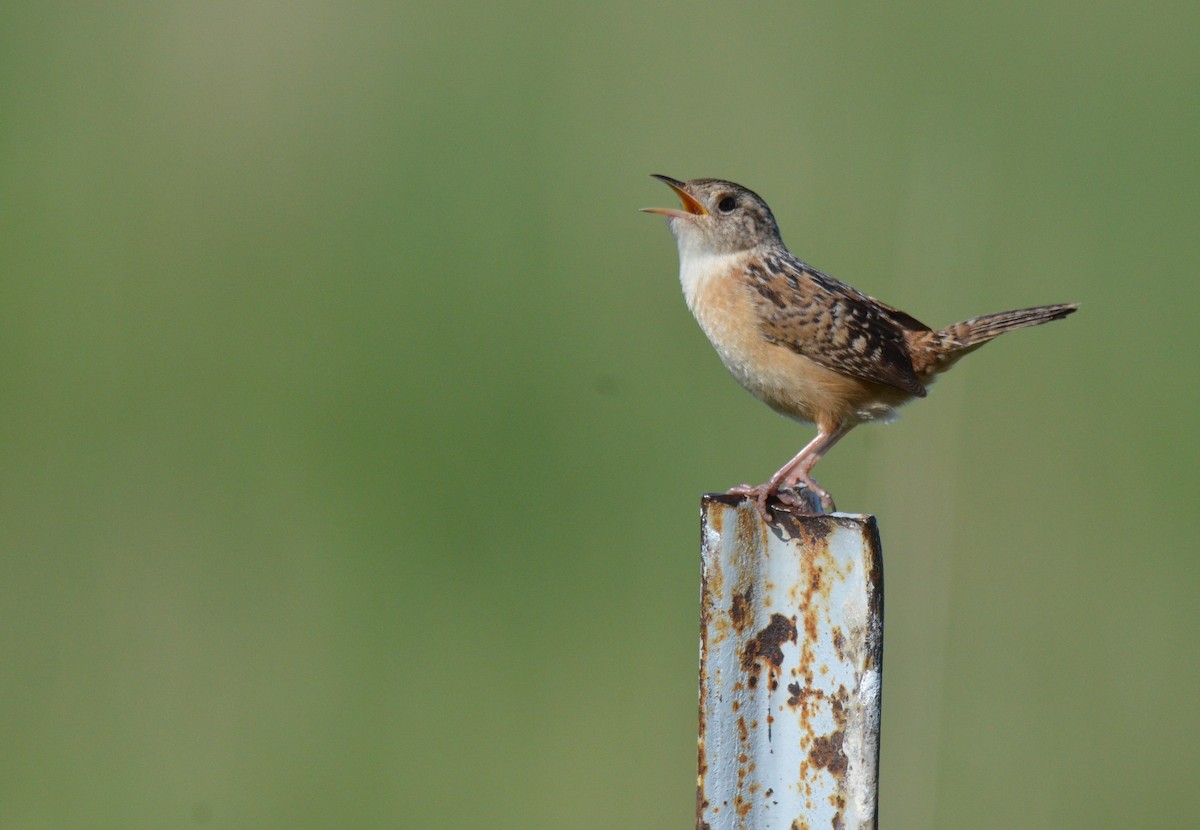 Sedge Wren - ML618025370