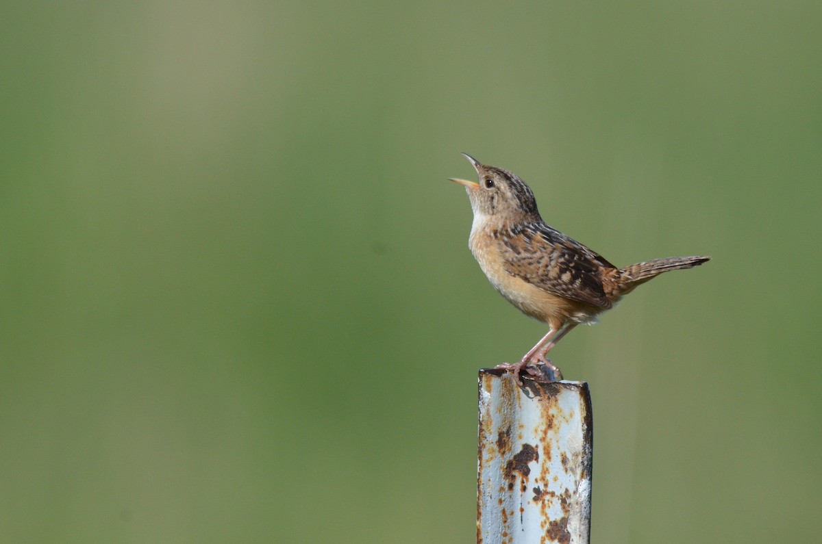 Sedge Wren - ML618025372