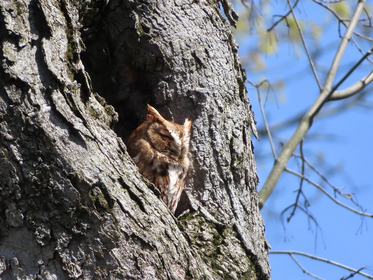 Eastern Screech-Owl - ML618025462