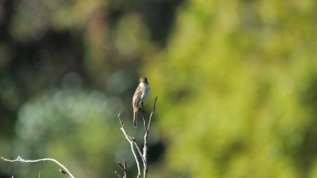 White-throated Flycatcher - ML618025467