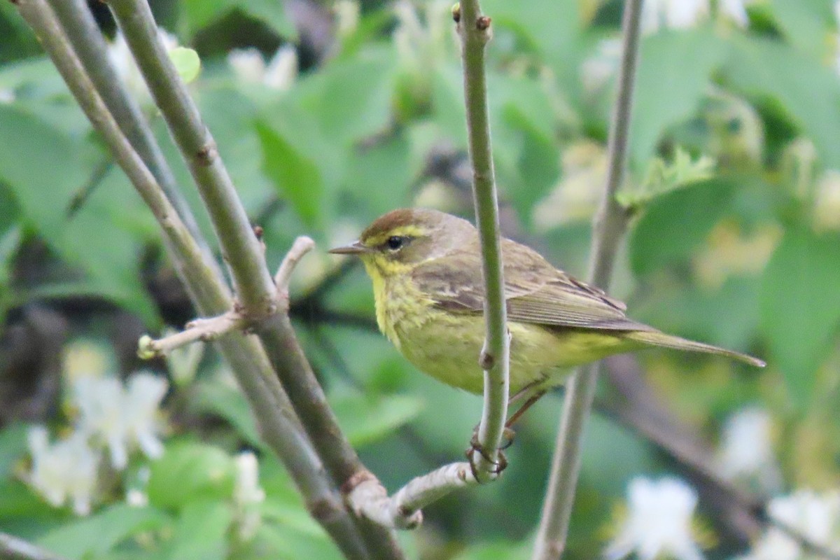 Palm Warbler - ML618025488