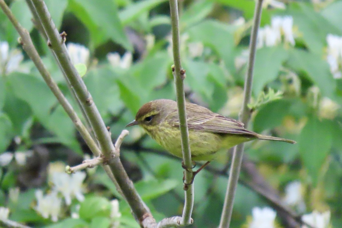 Palm Warbler - ML618025489