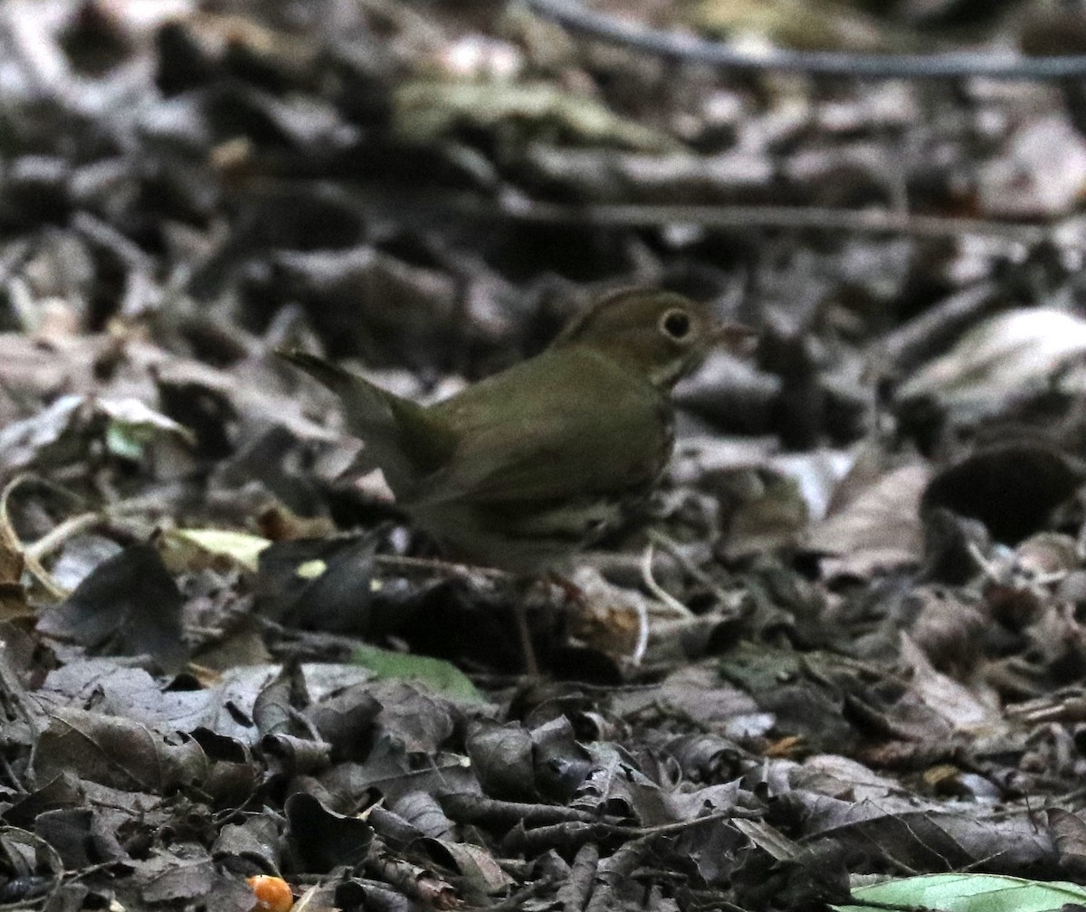 Ovenbird - Loch Kilpatrick