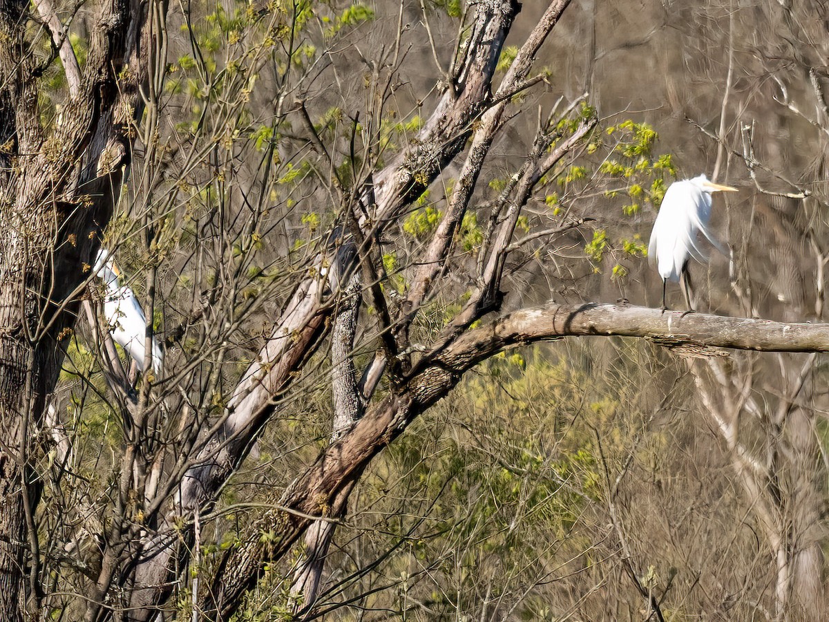 Great Egret - ML618025518