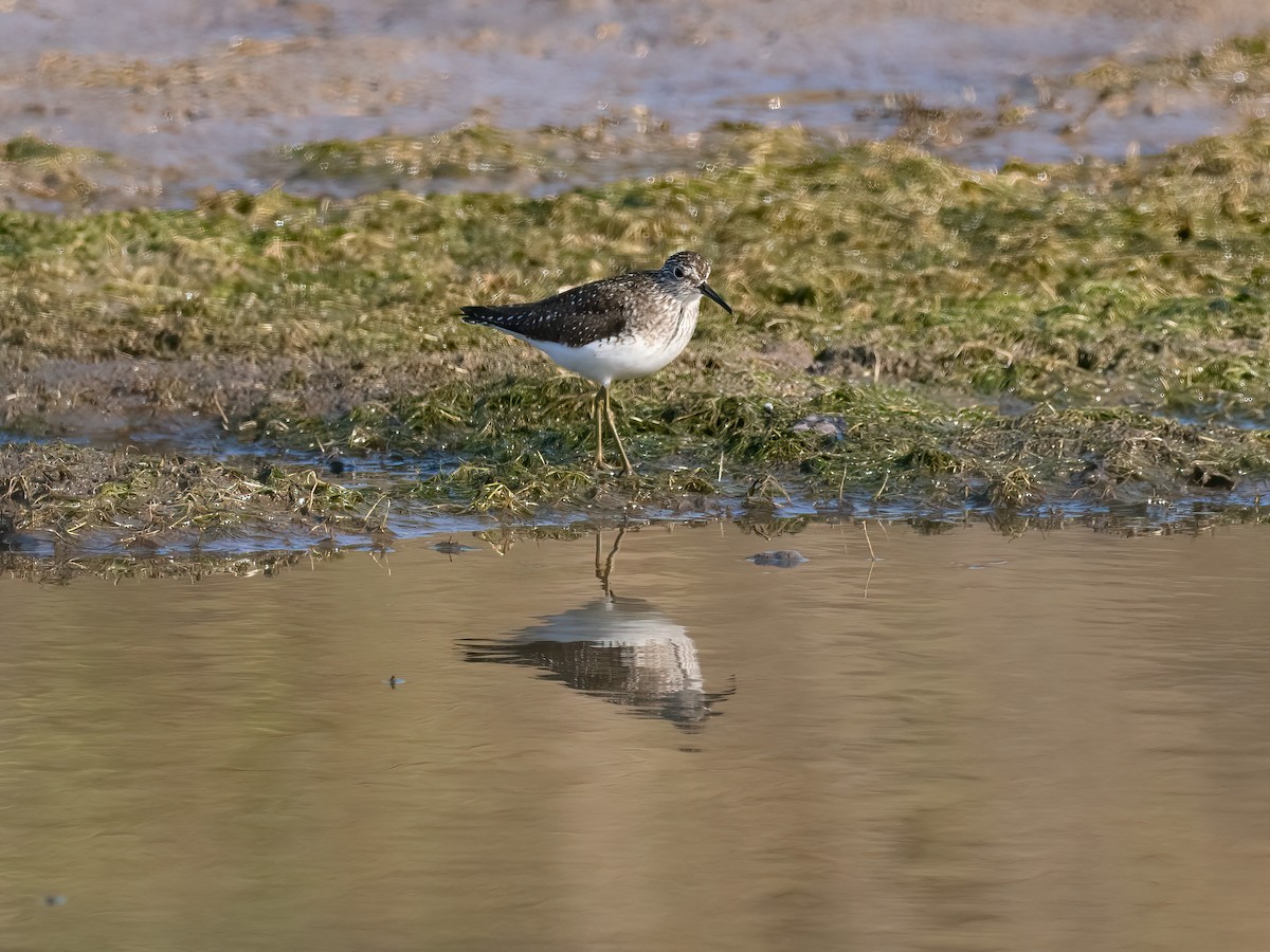 Solitary Sandpiper - ML618025525