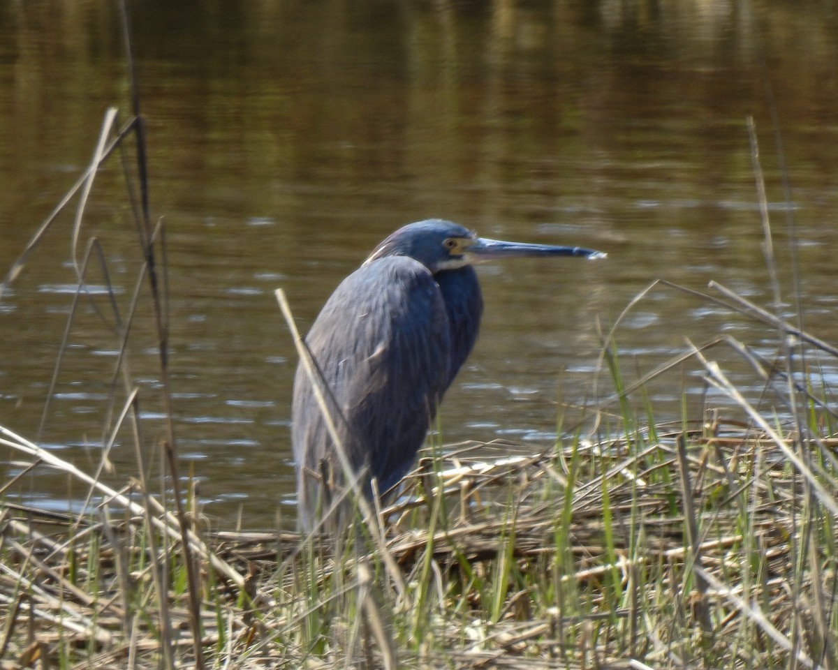 Tricolored Heron - Betsy McCully