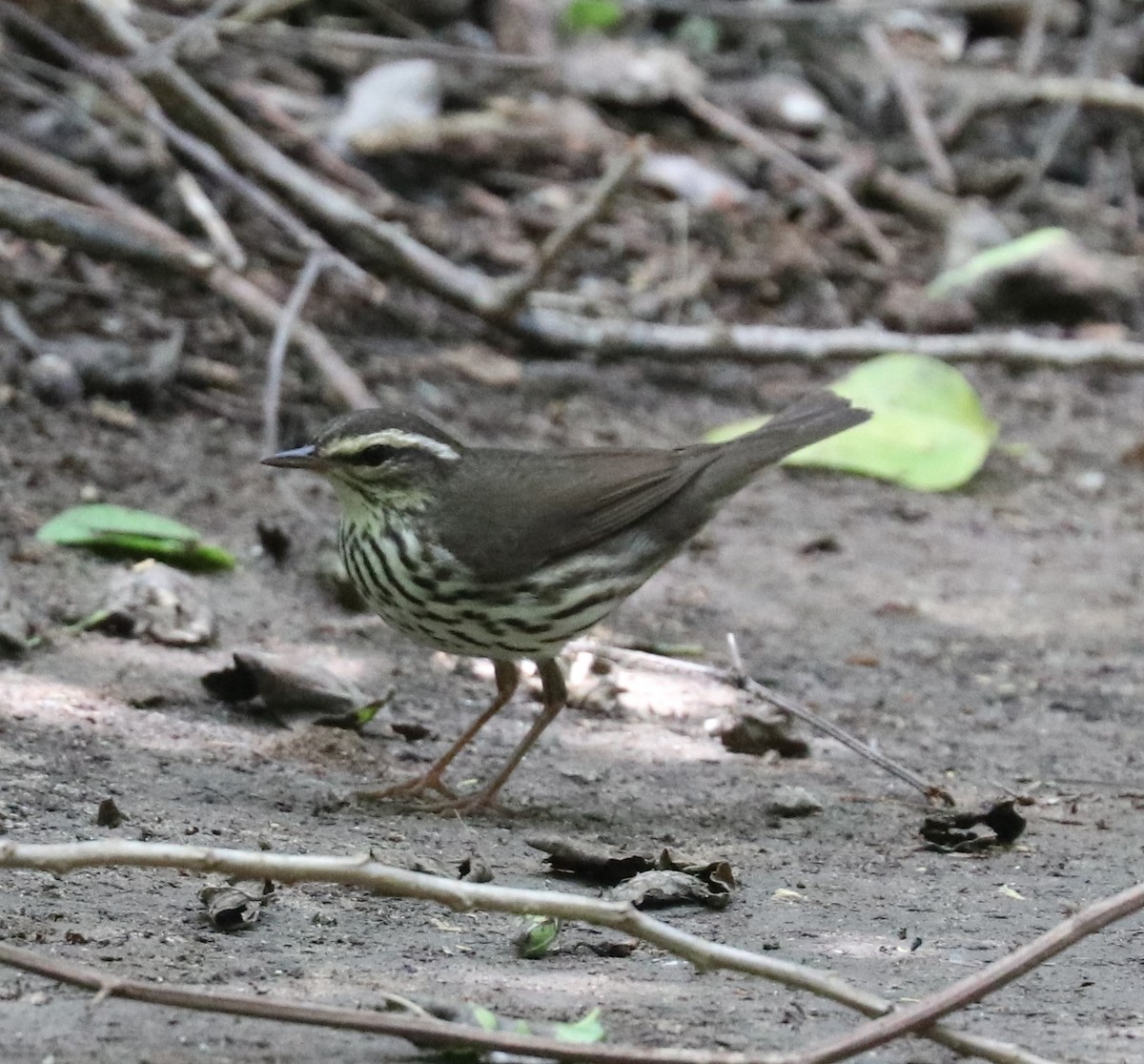 Northern Waterthrush - Loch Kilpatrick