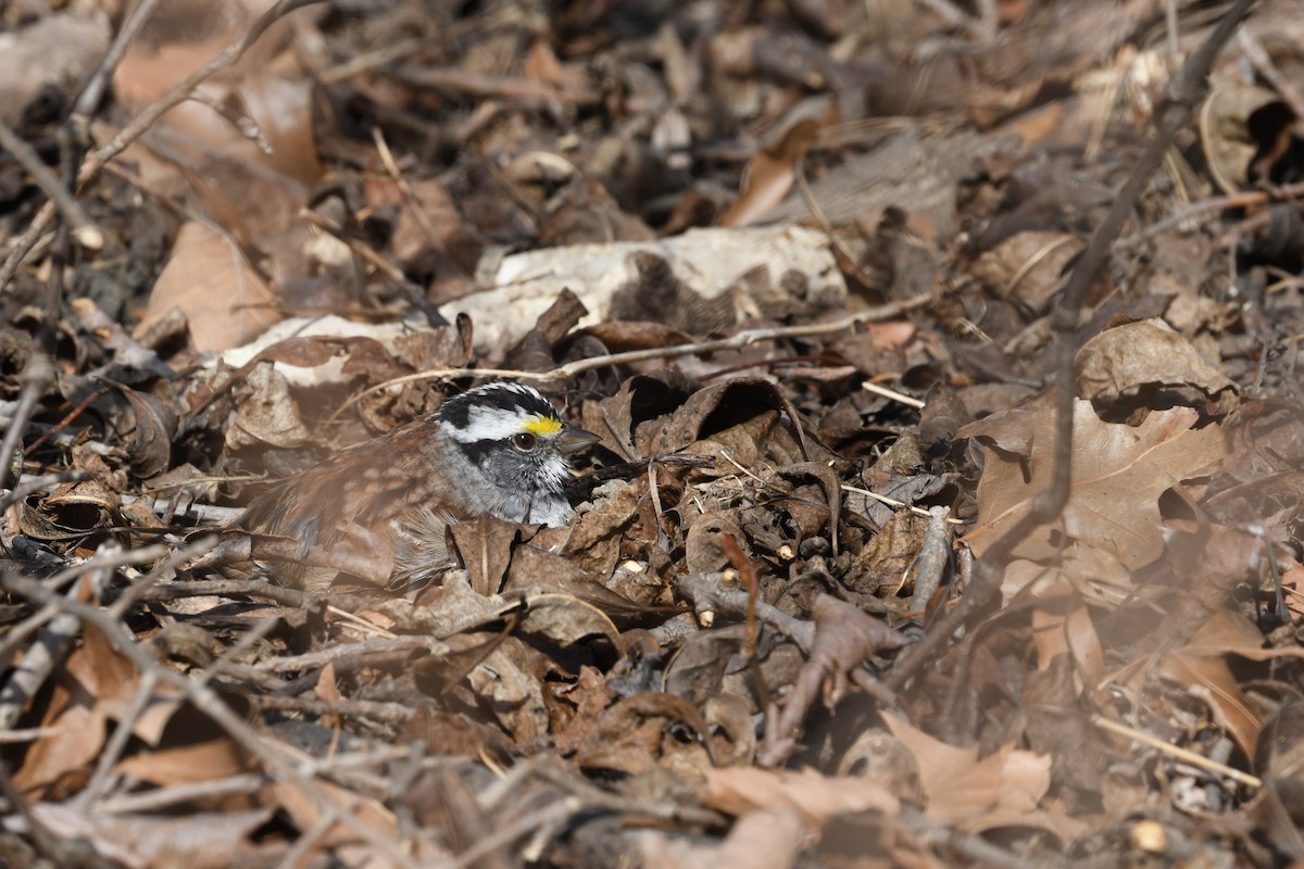 White-throated Sparrow - ML618025566