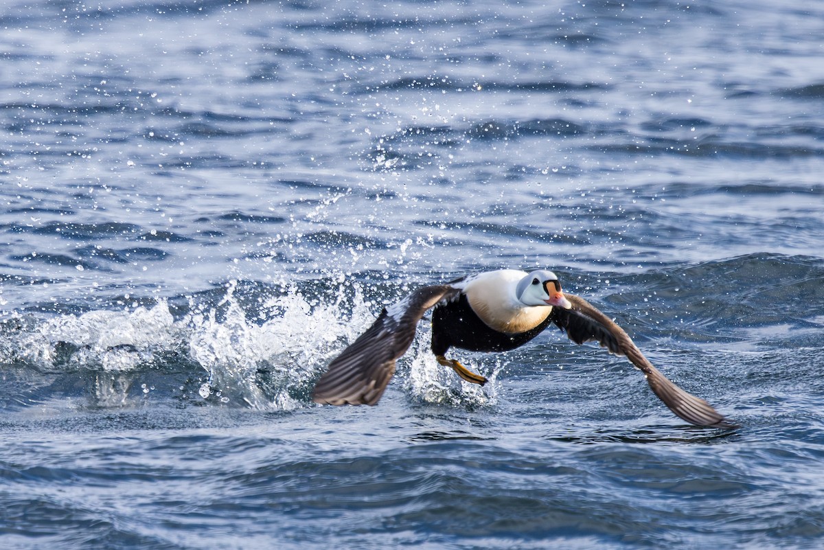 King Eider - Tomasz Wilk