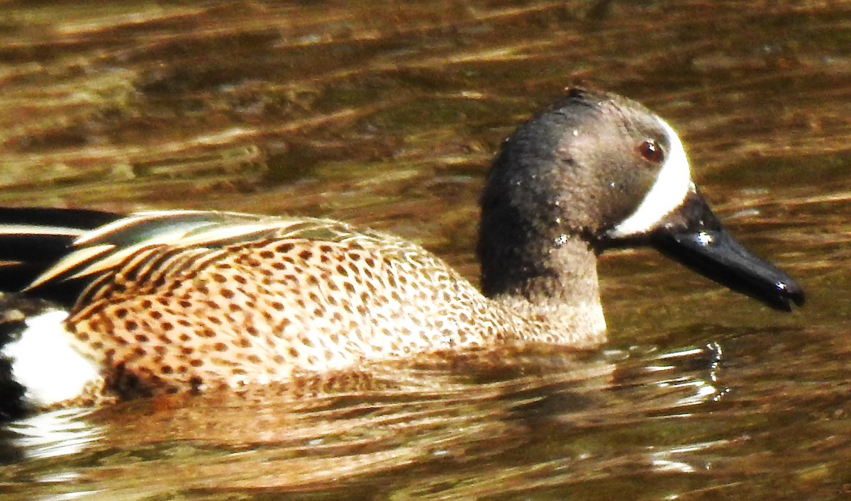 Blue-winged Teal - ML618025571