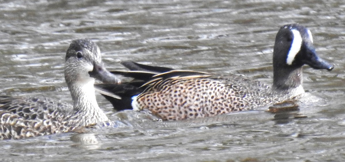 Blue-winged Teal - ML618025573