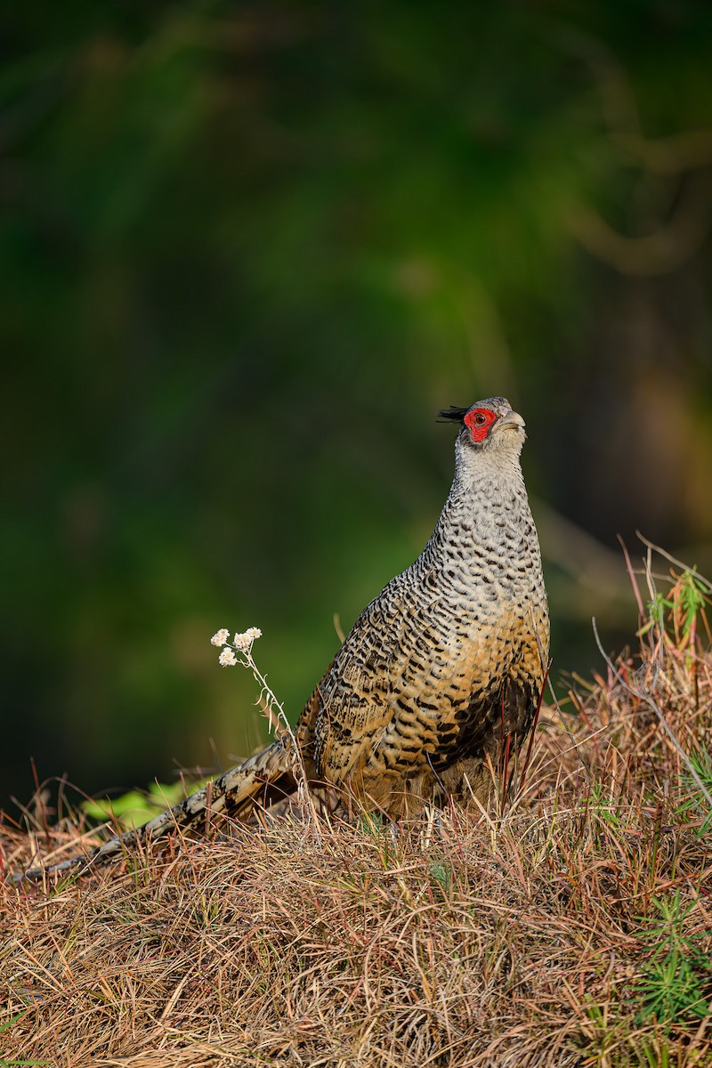 Cheer Pheasant - Sudhir Paul