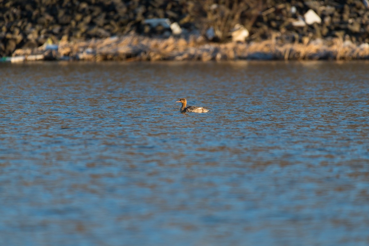 Red-breasted Merganser - ML618025630