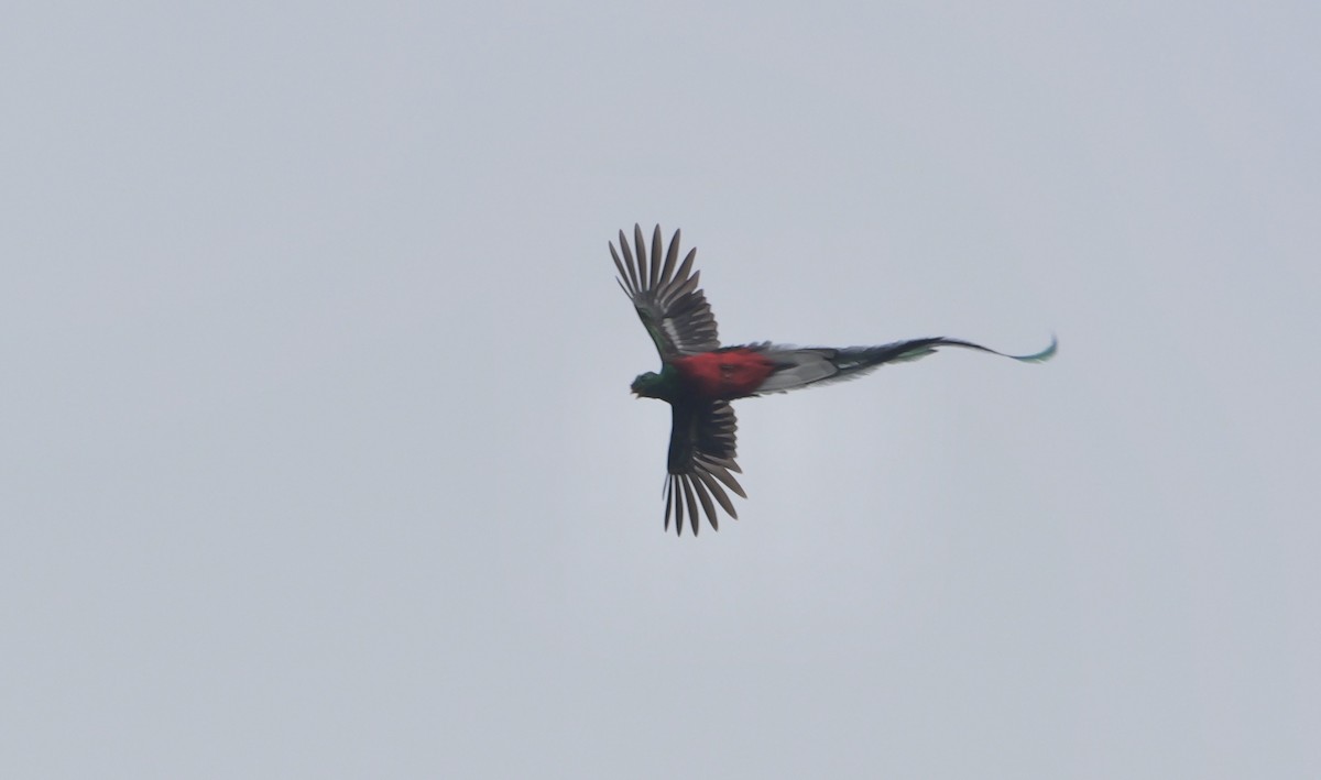 Resplendent Quetzal (Guatemalan) - ML618025638