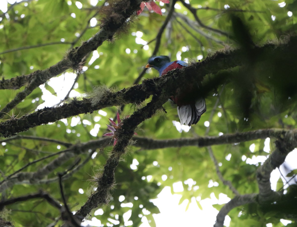 Resplendent Quetzal (Guatemalan) - ML618025646