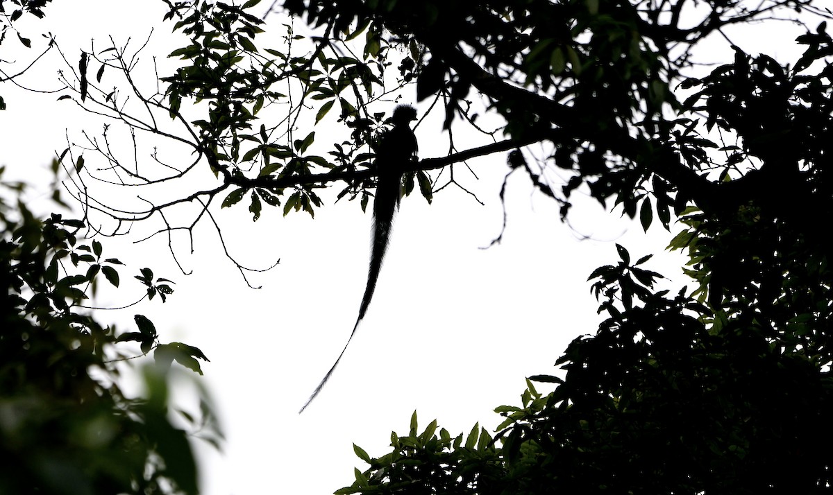 Resplendent Quetzal (Guatemalan) - ML618025667