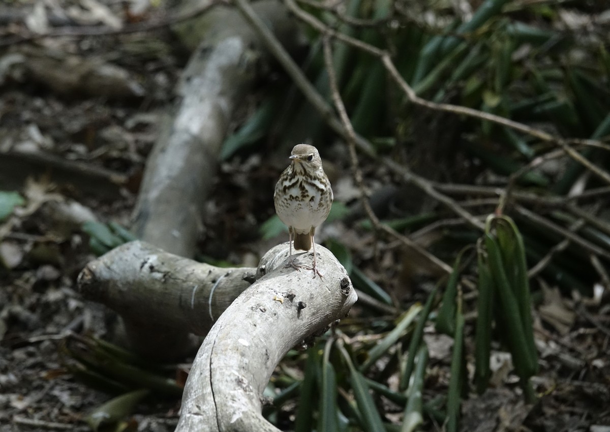 Hermit Thrush - ML618025668