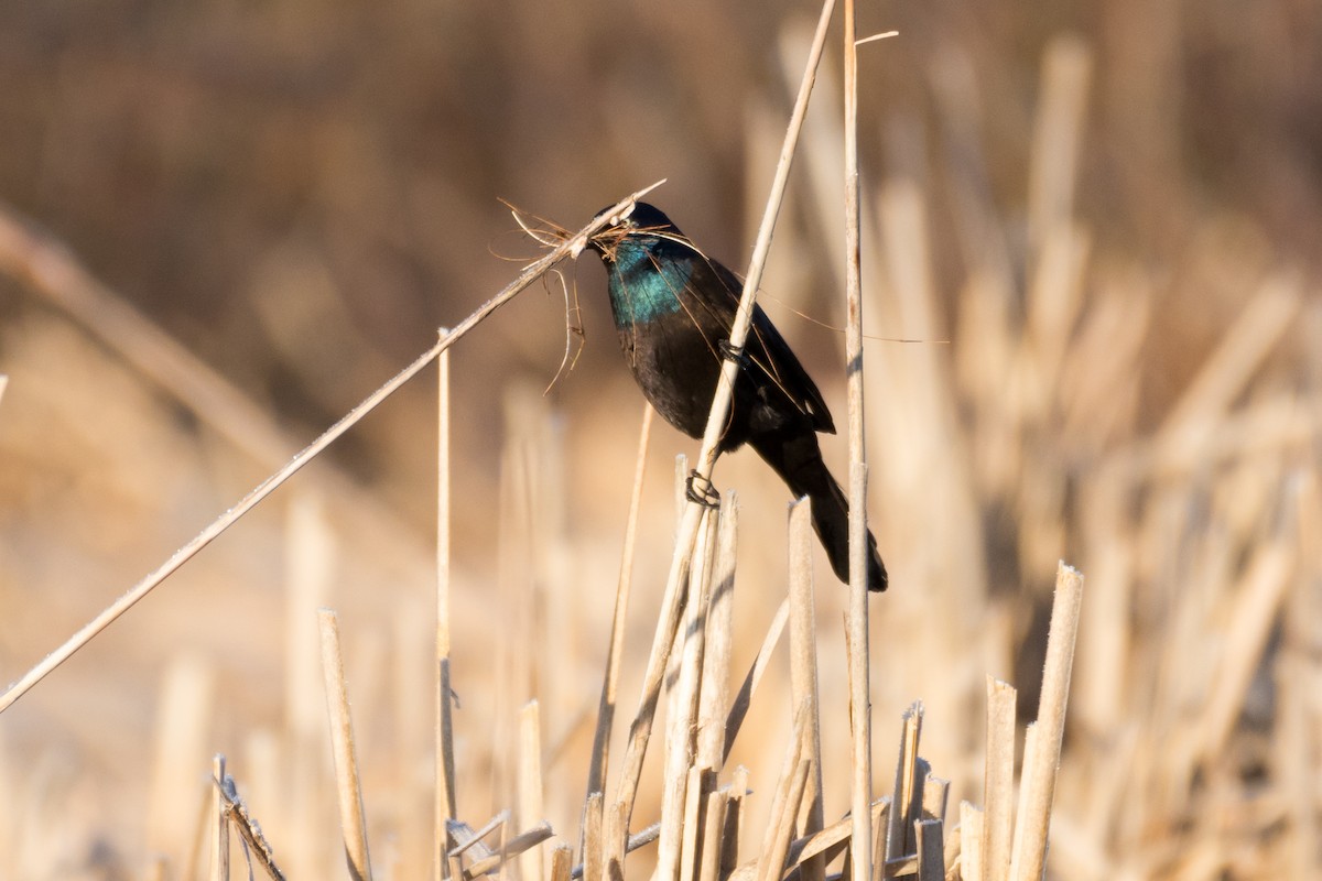 Common Grackle - Steven McGrath