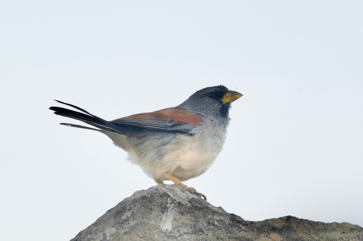 Great Inca-Finch - ML618025689