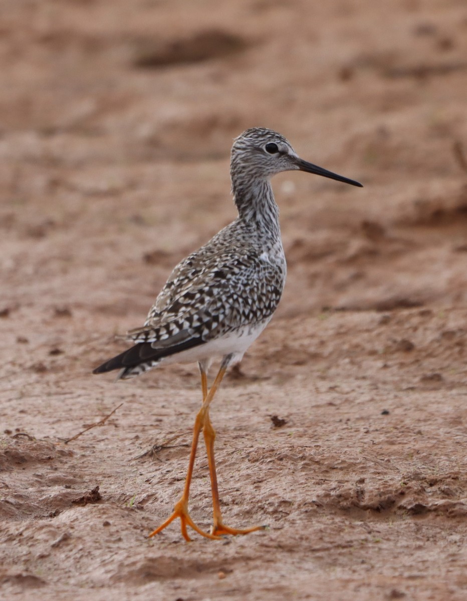 Greater Yellowlegs - Patrick McGaugh