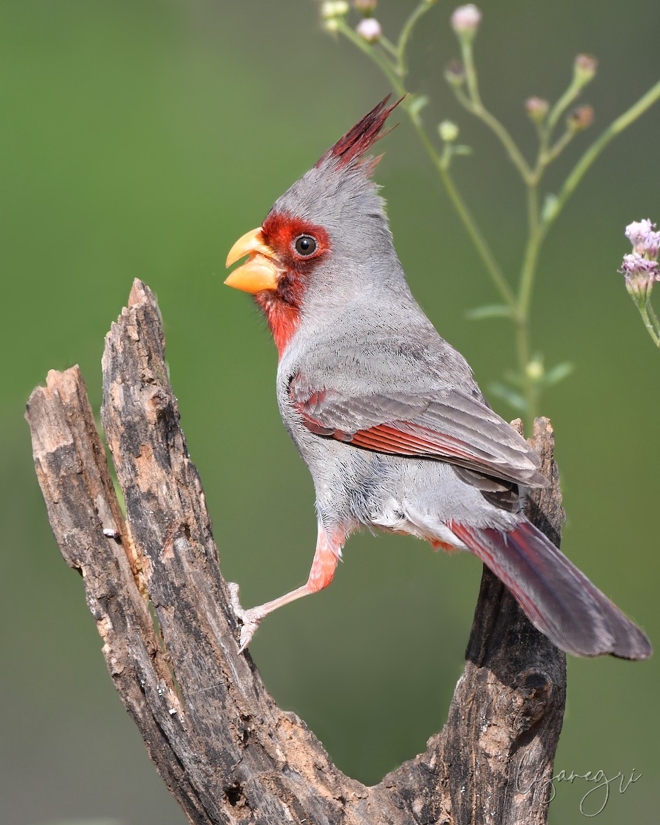 Pyrrhuloxia - ML618025703