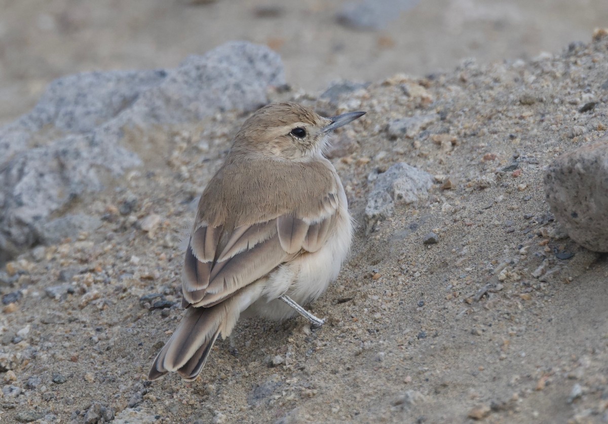 Peru Madencisi - ML618025729