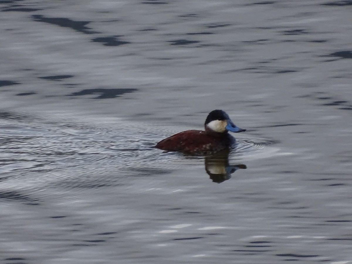 Ruddy Duck - Jim Walton