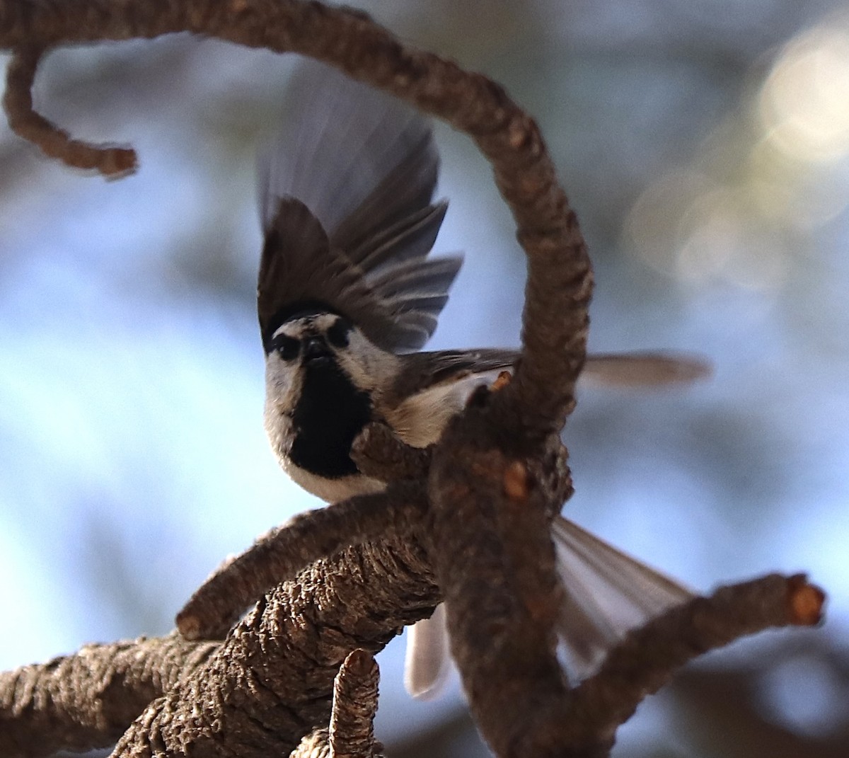 Mountain Chickadee - ML618025808