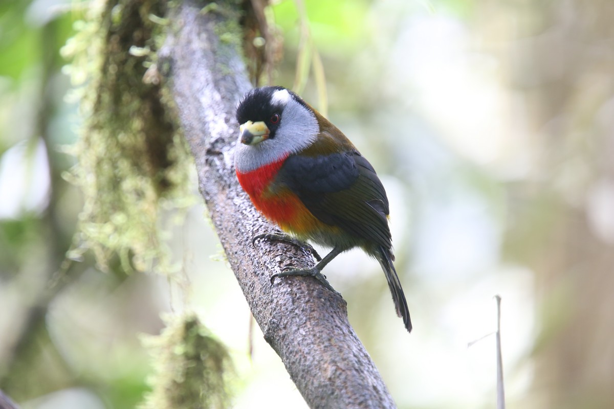 Toucan Barbet - ML618025826