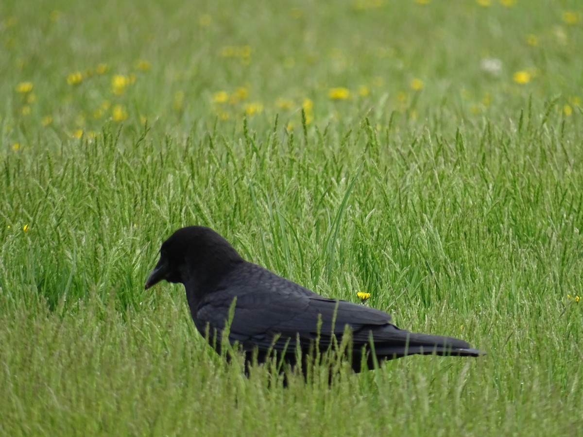 American Crow - Jim Walton