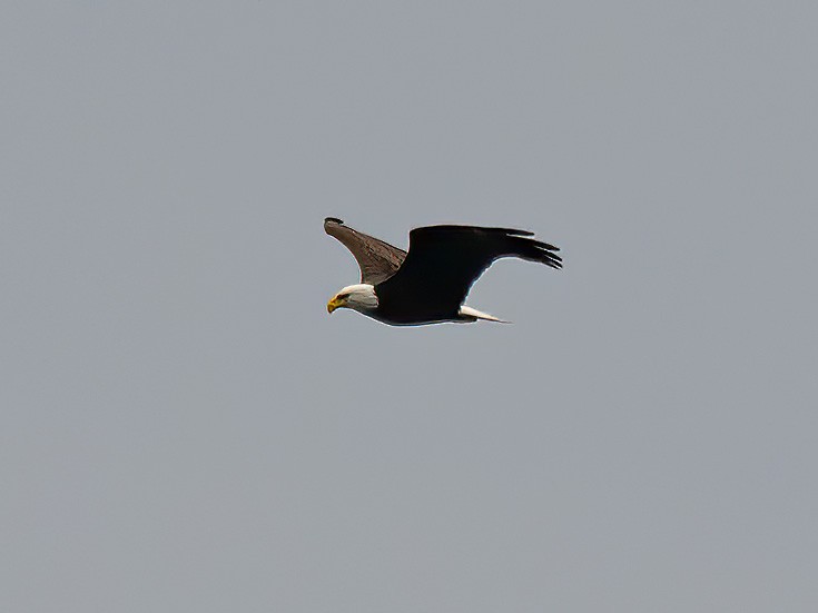 Bald Eagle - Alan MacEachren