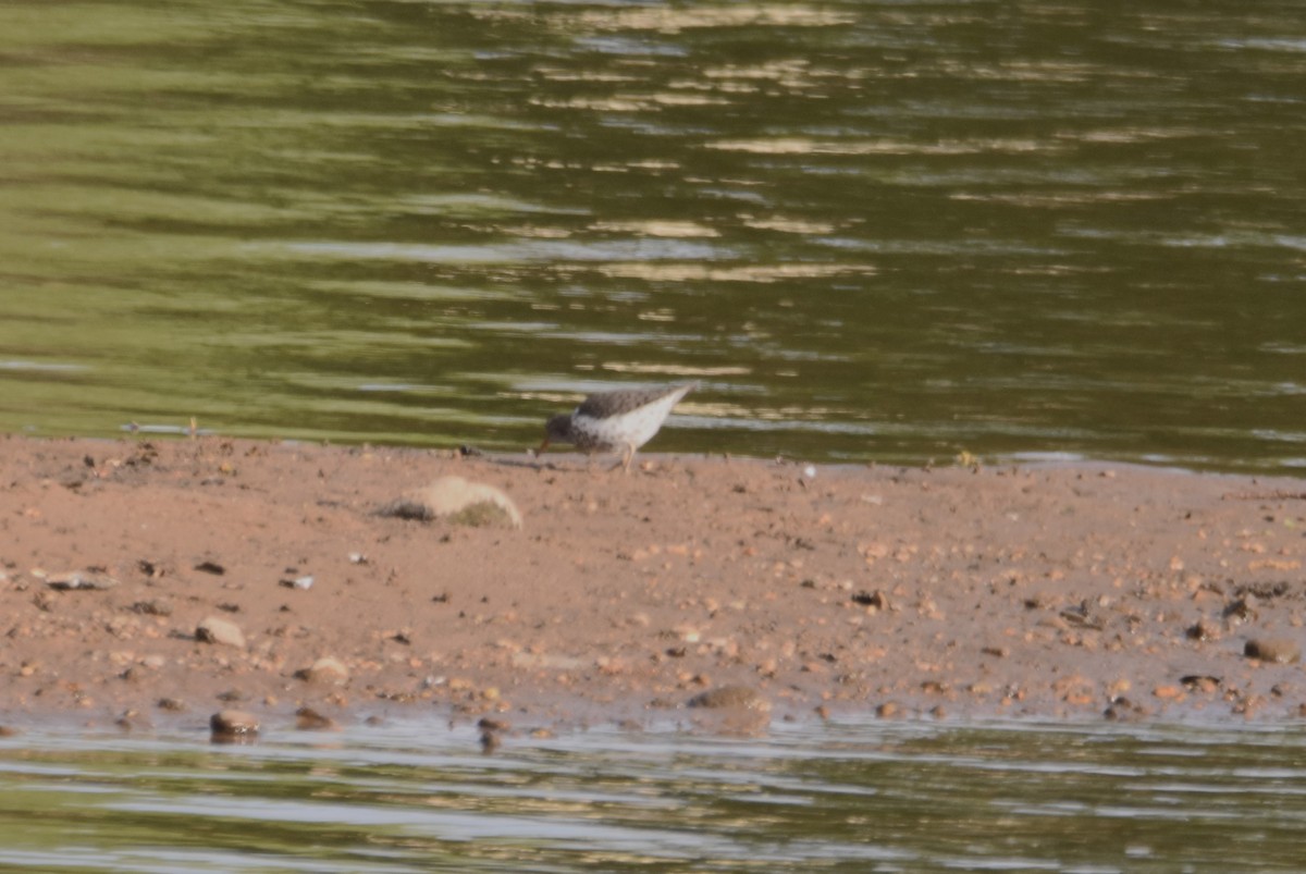 Spotted Sandpiper - ML618025941