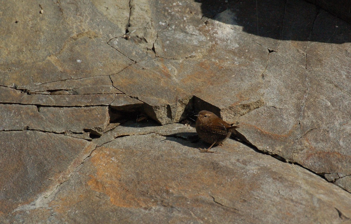 Pacific Wren - ML618025956