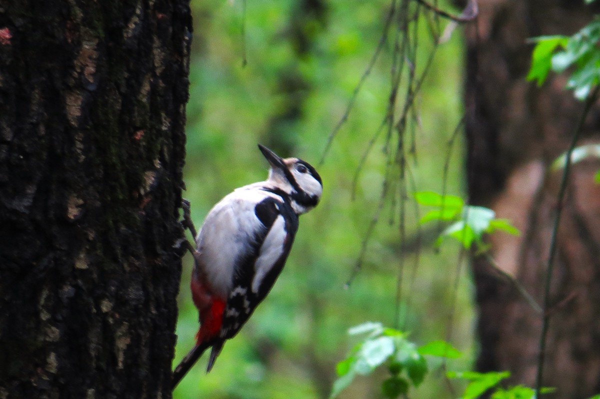 Great Spotted Woodpecker - Leah Kim