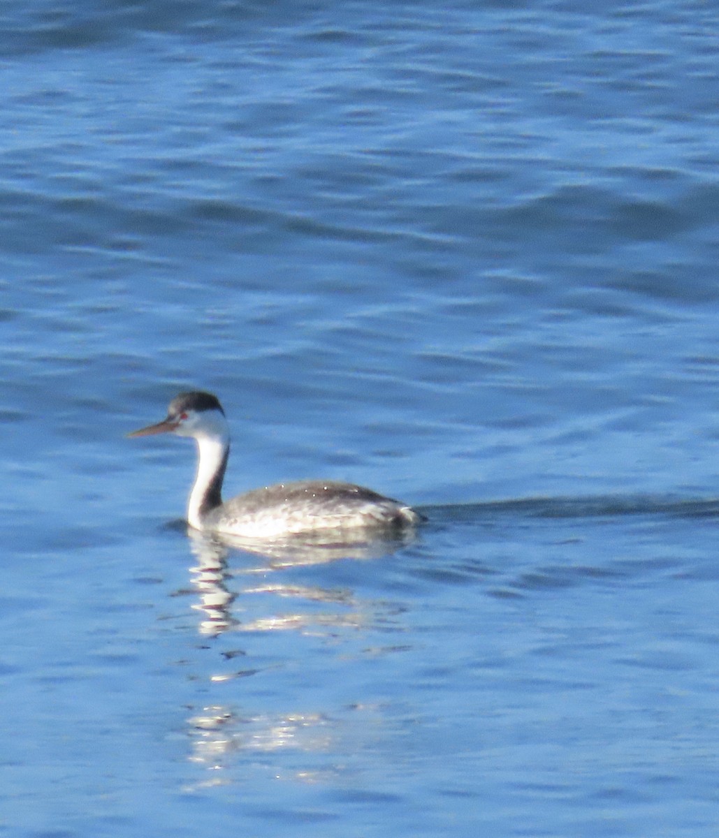 Clark's Grebe - ML618025969