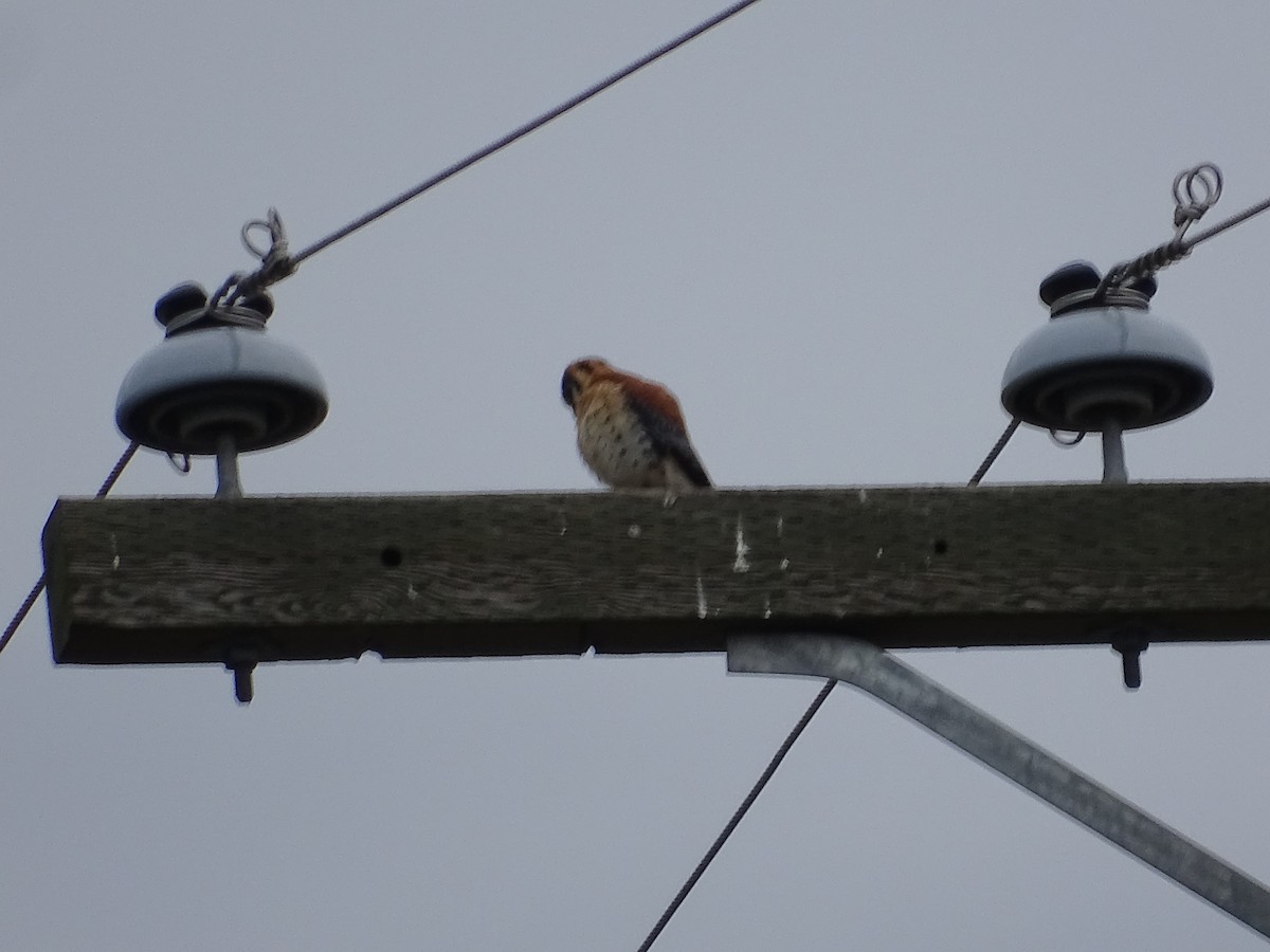 American Kestrel - Jim Walton