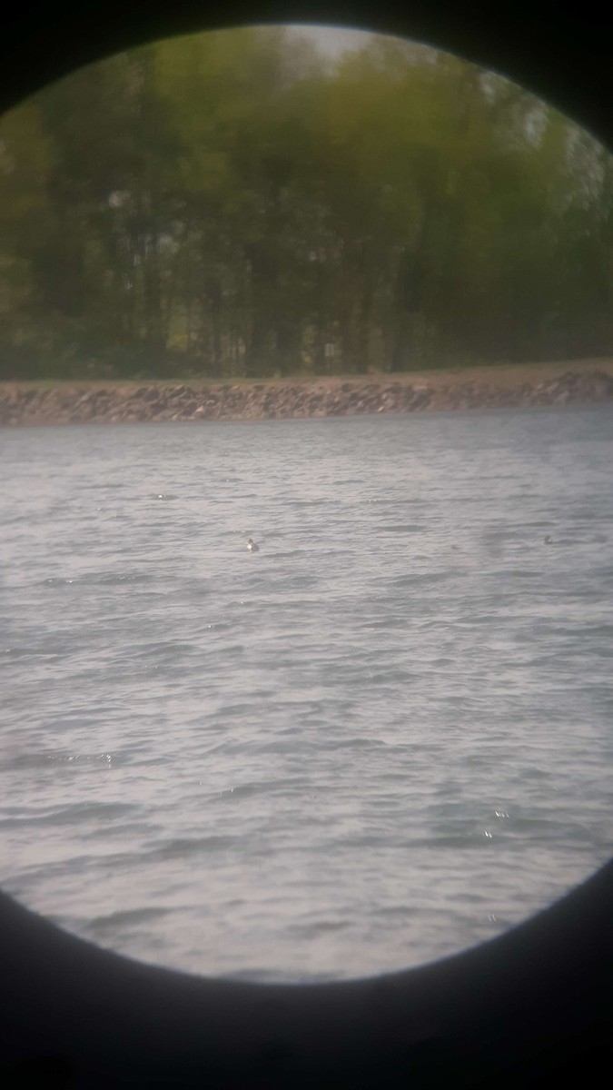 Lesser Scaup - ML618026042