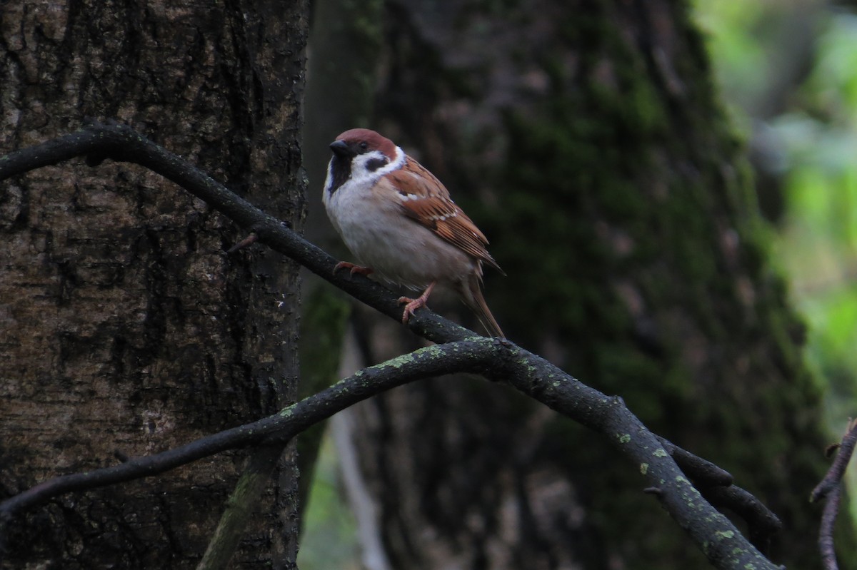 Eurasian Tree Sparrow - Leah Kim