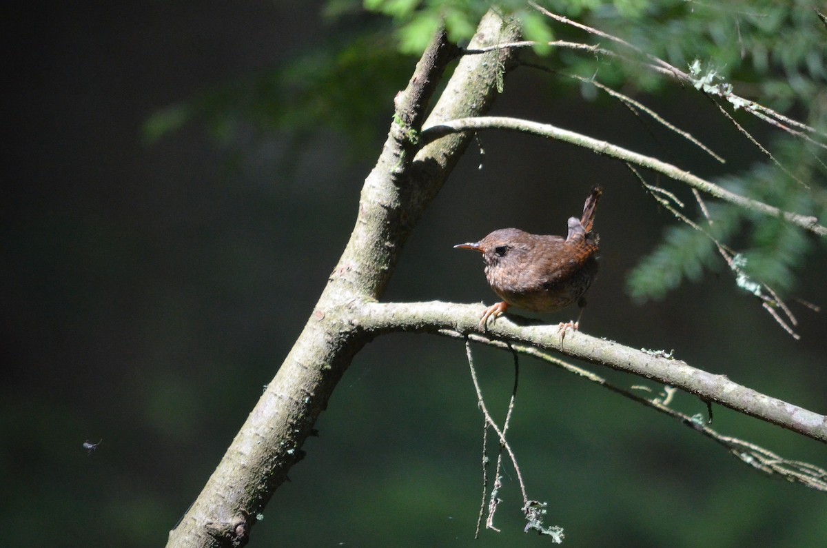 Pacific Wren - ML618026055