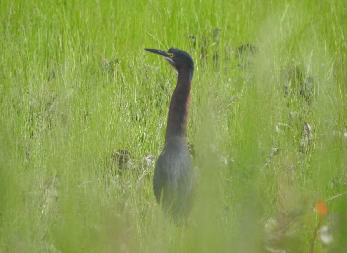 Green Heron - ML618026058