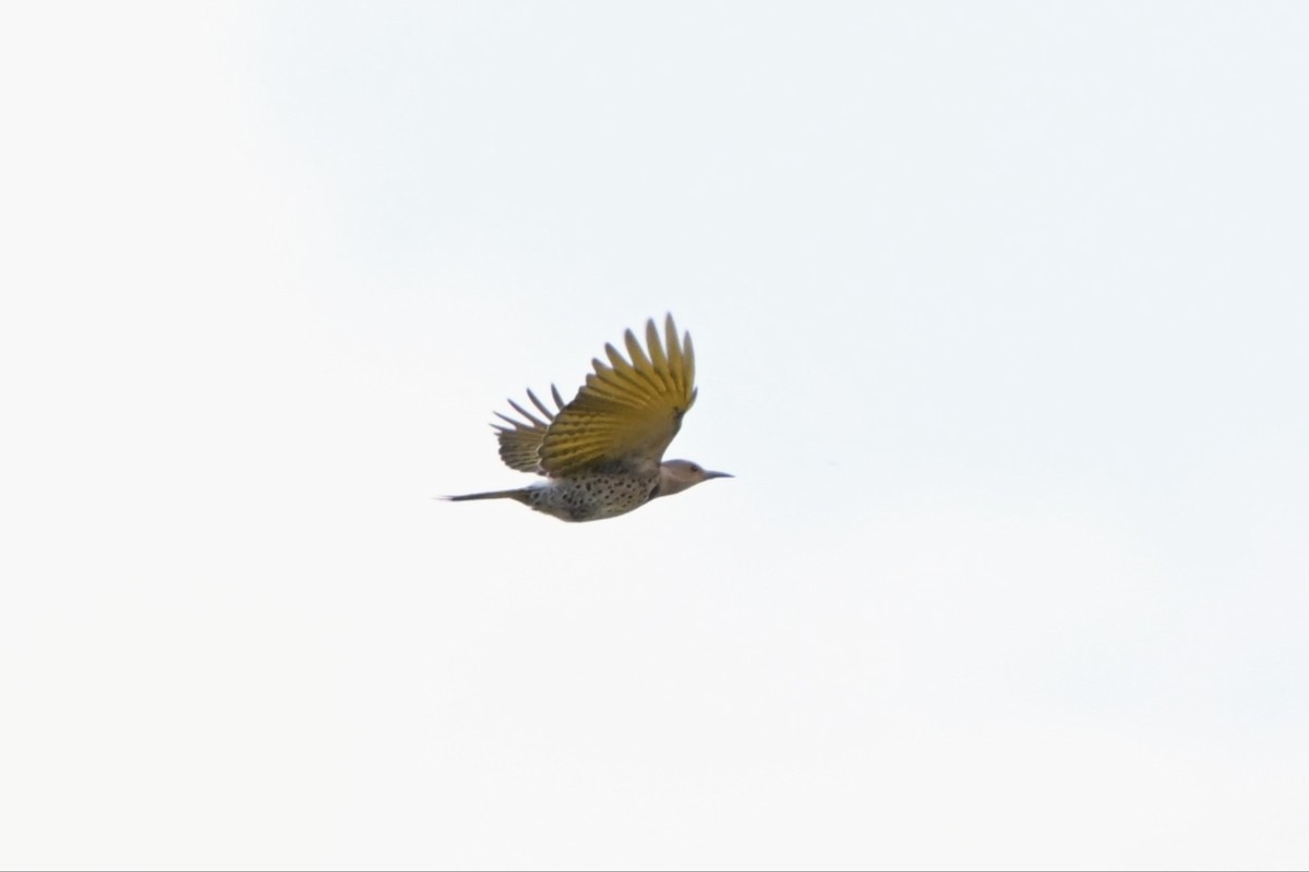 Northern Flicker - Josiah Santiago