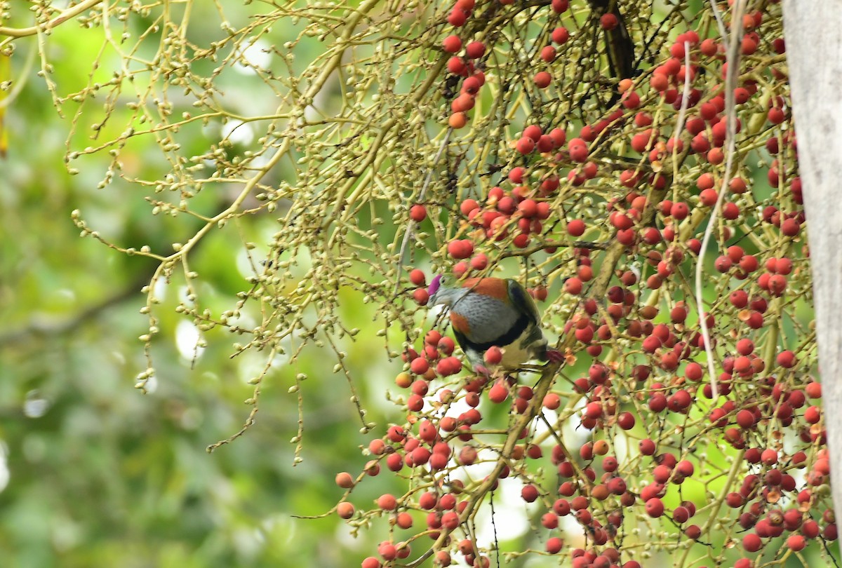 Superb Fruit-Dove - ML618026075