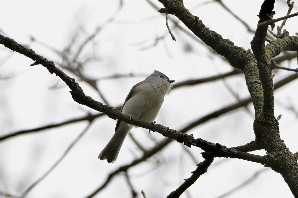 Tufted Titmouse - Josiah Santiago