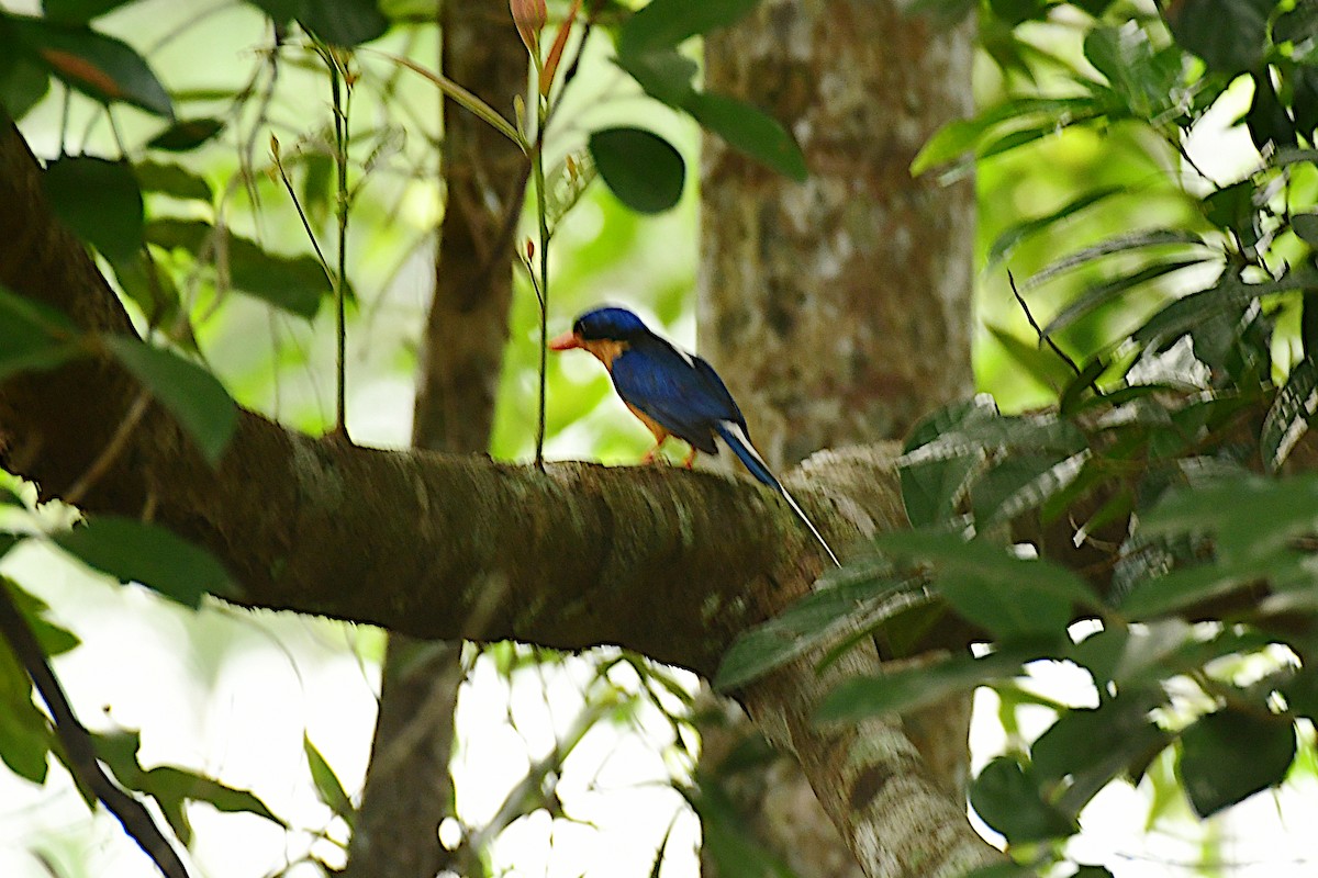 Buff-breasted Paradise-Kingfisher - ML618026083