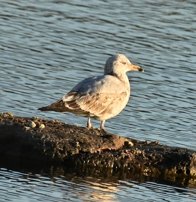 Gaviota Argéntea - ML618026112