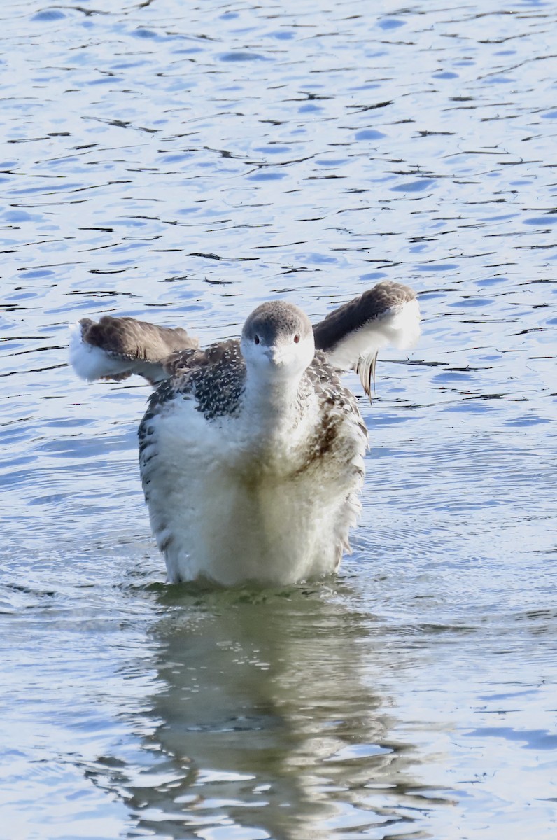 Red-throated Loon - Nancy Salem